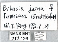 黑齒紋灰褐尺蛾藏品圖，第3張