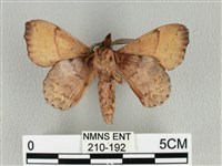 黃斑枯葉蛾藏品圖，第2張