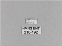 黃斑枯葉蛾藏品圖，第3張