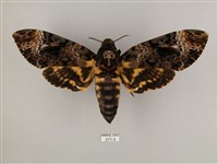 鬼臉天蛾藏品圖，第1張