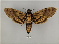 鬼臉天蛾藏品圖，第2張