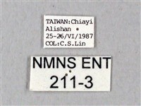 鬼臉天蛾藏品圖，第3張