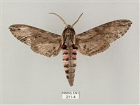 蝦殼天蛾藏品圖，第1張