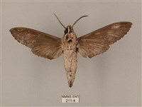 蝦殼天蛾藏品圖，第2張