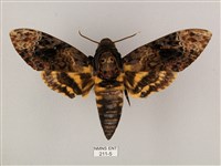 鬼臉天蛾藏品圖，第1張