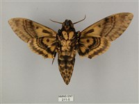 鬼臉天蛾藏品圖，第2張