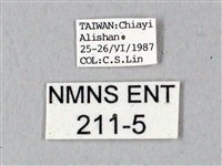 鬼臉天蛾藏品圖，第3張