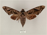 全緣缺角天蛾藏品圖，第1張