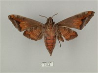 全緣缺角天蛾藏品圖，第2張