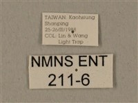 全緣缺角天蛾藏品圖，第3張