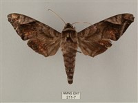 全緣缺角天蛾藏品圖，第1張