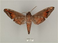 全緣缺角天蛾藏品圖，第2張