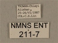 全緣缺角天蛾藏品圖，第3張