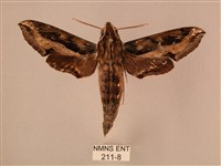 斜線天蛾藏品圖，第1張