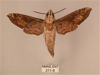 斜線天蛾藏品圖，第2張