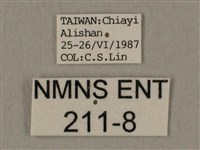 斜線天蛾藏品圖，第3張