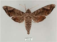 全緣缺角天蛾藏品圖，第1張