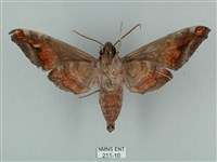 全緣缺角天蛾藏品圖，第2張