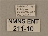 全緣缺角天蛾藏品圖，第3張