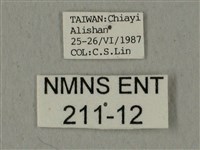 全緣缺角天蛾藏品圖，第3張