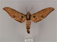 裂斑鷹翅天蛾藏品圖，第1張