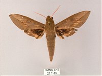 藏斜紋天蛾藏品圖，第1張