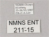 藏斜紋天蛾藏品圖，第3張