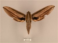 棕綠背線天蛾藏品圖，第1張