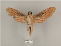 棕綠背線天蛾藏品圖，第2張