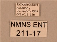 棕綠背線天蛾藏品圖，第3張