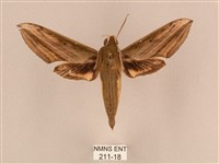 背線天蛾藏品圖，第1張