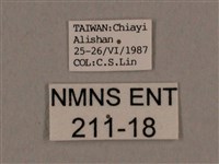 背線天蛾藏品圖，第3張