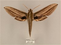 棕綠背線天蛾藏品圖，第1張