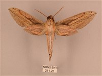 棕綠背線天蛾藏品圖，第2張