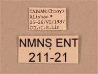 棕綠背線天蛾藏品圖，第3張