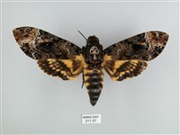 鬼臉天蛾藏品圖，第1張