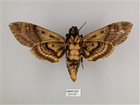 鬼臉天蛾藏品圖，第2張