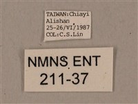 鬼臉天蛾藏品圖，第3張