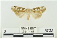 連珠波紋蛾藏品圖，第1張