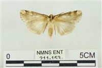 連珠波紋蛾藏品圖，第2張