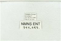 連珠波紋蛾藏品圖，第3張