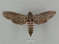 蝦殼天蛾藏品圖，第1張