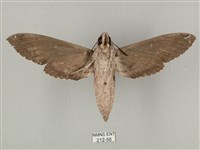 蝦殼天蛾藏品圖，第2張