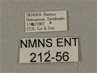 蝦殼天蛾藏品圖，第3張