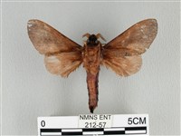 大褐斑枯葉蛾藏品圖，第2張