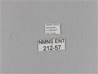 大褐斑枯葉蛾藏品圖，第3張