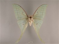 長尾水青蛾藏品圖，第2張