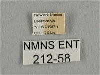 長尾水青蛾藏品圖，第3張