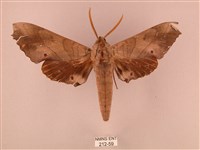 栗六點天蛾藏品圖，第1張