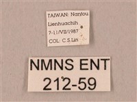 栗六點天蛾藏品圖，第3張